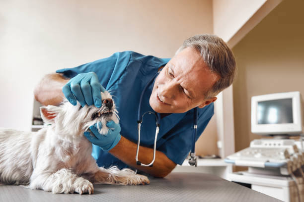 Best Emergency Dental Care for Abscessed Tooth in Rossville, MD